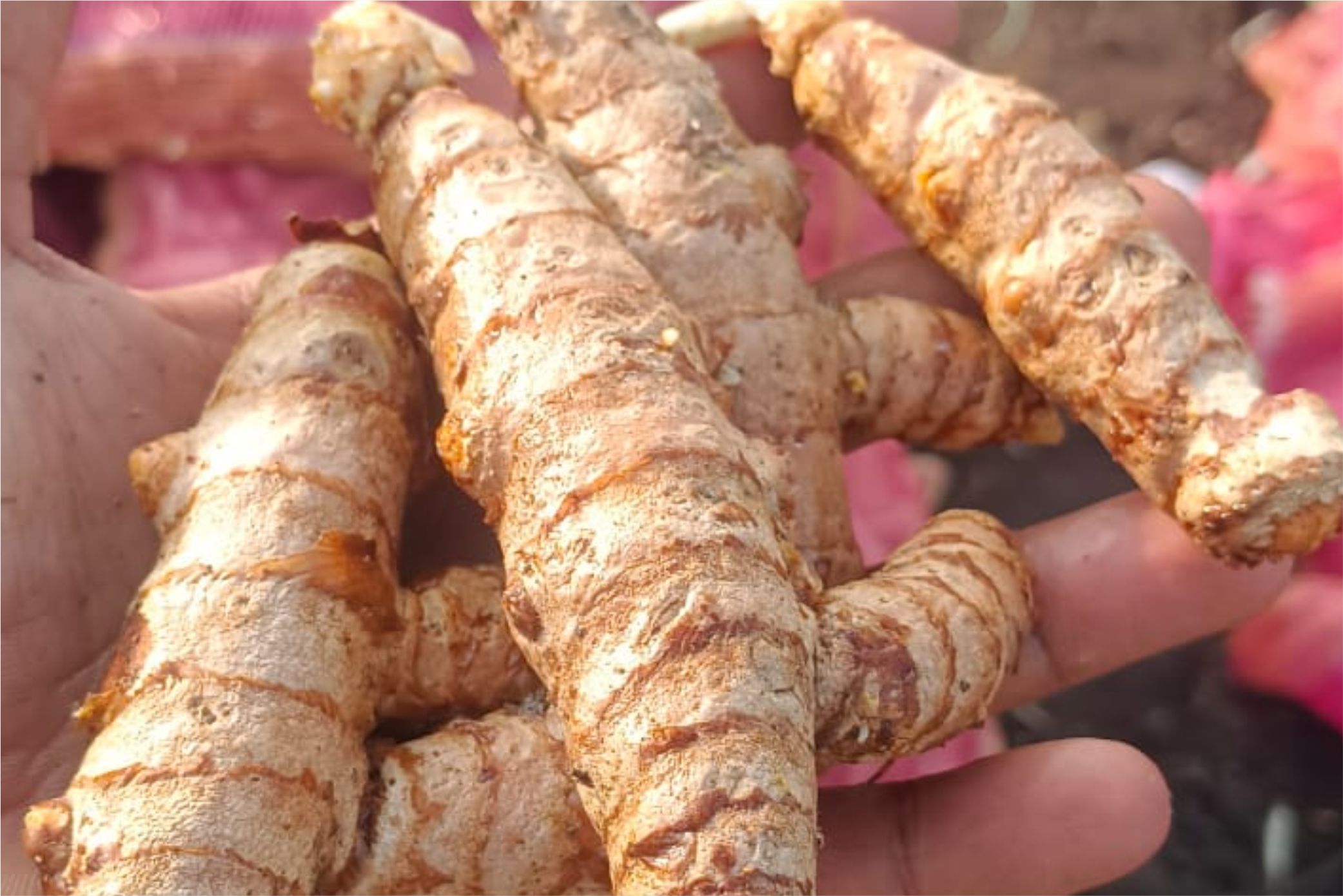 Turmeric